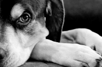 Nom du fichier=101220073025747017343669.jpg
Taille du fichier=297Ko
Dimensions : 1024x679
Ajouté le : 20 Décembre 2010 101220073025747017343669.jpg