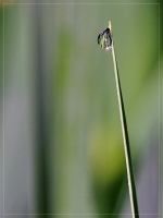 Nom du fichier=imgp3610bb.jpg
Taille du fichier=196Ko
Dimensions : 586x780
Ajouté le : 09 Juin 2009 imgp3610bb.jpg