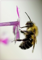 Nom du fichier=imgp89701.jpg
Taille du fichier=193Ko
Dimensions : 530x760
Ajouté le : 16 Juin 2009 imgp89701.jpg