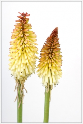 2010-07-10 / perreg
Par : perreg - [ Fleurs ]
