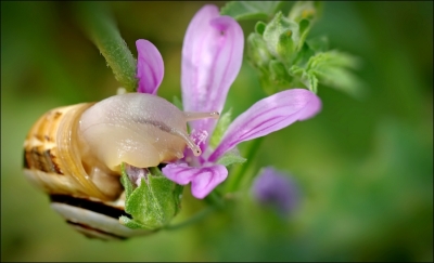 2010-06-07 / JoCar
Par : JoCar - [ Macro et proxi-photo ]
