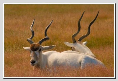 2010-07-19 / rber44
Par : rber44 - [ Zoo & parcs animaliers ]
