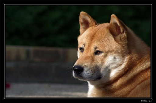 Septembre 2011 - shiba
