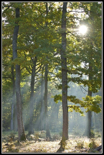 2011-11-06 / janfi.moyen
Par janfi.moyen dans serie : Quelques couleurs d'automne...
