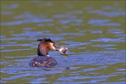 Mai 2012 - Poupa_78
Mai 2012 - Poupa_78
