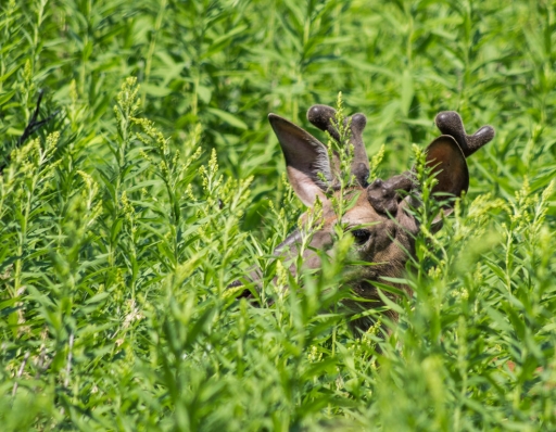 Juillet 2012 - polluar
Juillet 2012 - polluar

