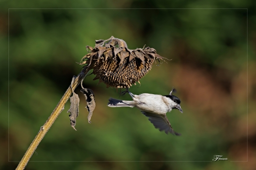Septembre 2012 - deche
Septembre 2012 - deche
