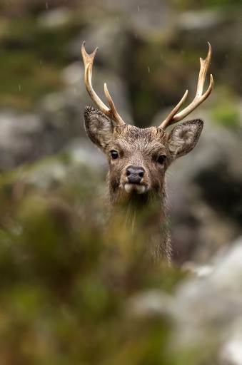 2013-01-13 / Mike
Par Mike dans [ Faune sauvage ]

