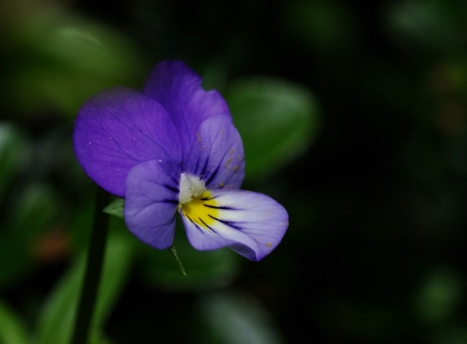2013-05-25 /  papy57
papy57  [ Fleurs ]
