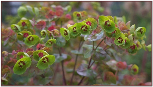 2013-06-29 / spidermoon
spidermoon [ Fleurs ]
