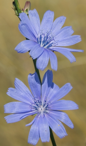 2013-08-03 /  Electro35
Electro35 [ Fleurs ]
