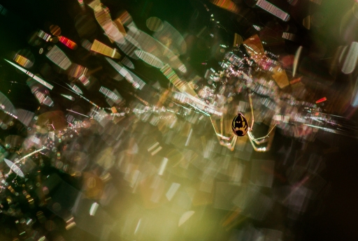 2013-08-23 / Souris
Souris [ Macro et proxi-photo ]
