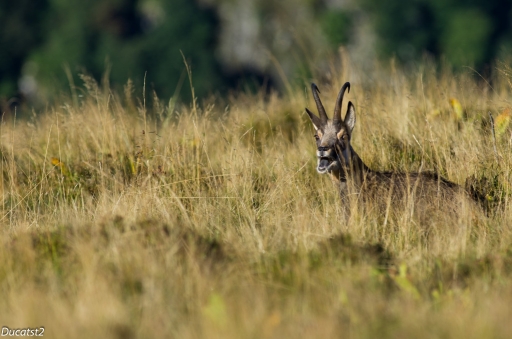 Septembre 2012 - ducatst2
Septembre 2012 - ducatst2

