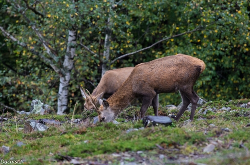 Septembre 2012 - ducatst2
Septembre 2012 - ducatst2
