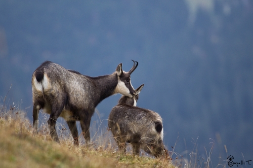 2013-11-02 / NeroPsylo
NeroPsylo  [ Faune sauvage ]
