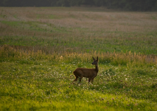 2013-08-31 / Mathieu
Mathieu [ Faune sauvage ]
