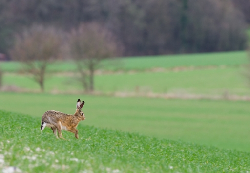 2013-04-17 / Gko
Gko [ Faune sauvage ]
