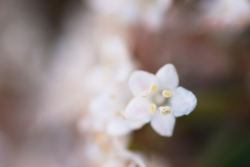 2013-04-24 / bbert
bbert  [ Fleurs ]
