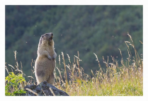 Septembre 2012 - randos74
Septembre 2012 - randos74
