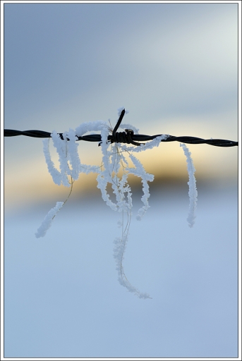 2013-01-28 / Beba
Beba  [ Neige, givre ]
