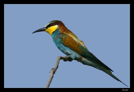 Juillet 2012 - lolo26
Juillet 2012 - lolo26
