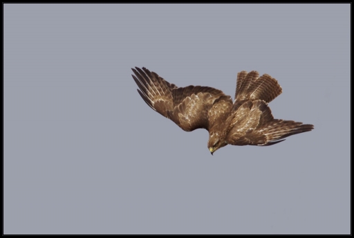 2013-02-24 / lolo26
lolo26  / [ Faune sauvage ] 
