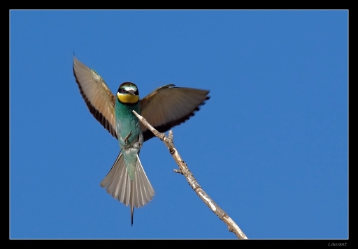 Juillet 2012 - lolo26
Juillet 2012 - lolo26
