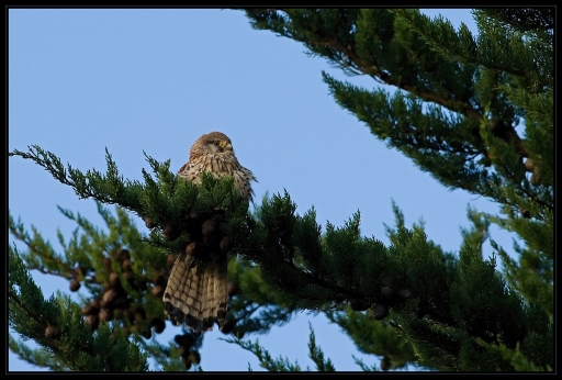 2013-01-02 / lolo26
lolo26  [ Faune sauvage ]
