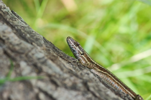 Aout 2012 - olilignan
Aout 2012 - olilignan
