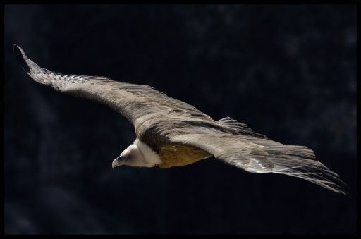 2013-01-06 /  lolo26
lolo26  [ Faune sauvage ]
