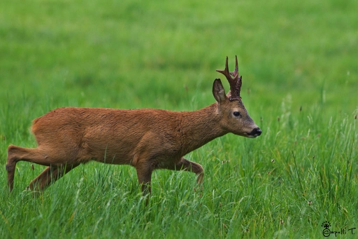 Aout 2012 - NeroPsylo
Aout 2012 - NeroPsylo
