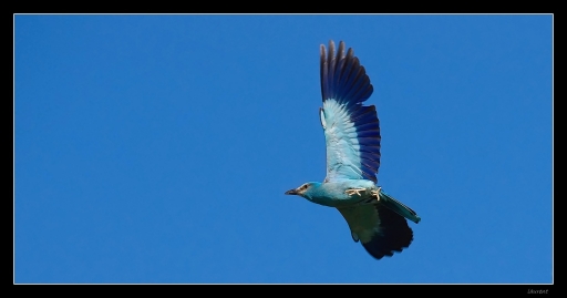 Juillet 2012 - lolo26
Juillet 2012 - lolo26

