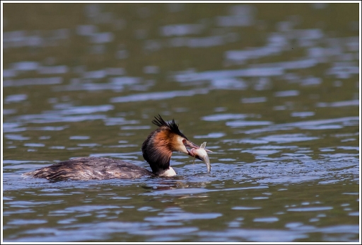 Juillet 2012 - Poupa_78
Juillet 2012 - Poupa_78 - Le dernier cliche de Poupa_78 sur Pentaxone avant son deces

