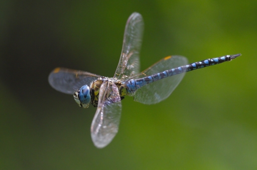 2013-08-07 / Claude_41
Claude_41 [ Macro et proxi photo ]
