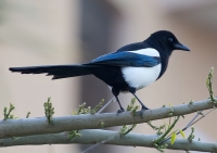 Nom du fichier=1117088140_160.jpg
Taille du fichier=317Ko
Dimensions : 1024x723
Ajouté le : 14 Avril 2011 1117088140_160.jpg