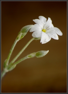 2010-05-22 / Perreg
Par: Perreg - [Fleurs]
