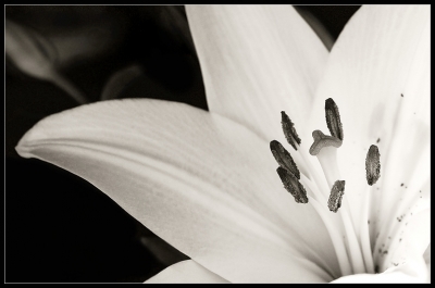 2010-09-03 / Perreg
Par : Perreg - [ Noir et Blanc, Sepia et desaturation partielle ]
