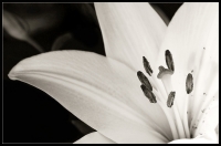 Nom du fichier=100902072938690376.jpg
Taille du fichier=184Ko
Dimensions : 793x527
Ajouté le : 02 Septembre 2010 100902072938690376.jpg