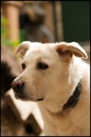 Nom du fichier=igp6944copie.jpg
Taille du fichier=329Ko
Dimensions : 685x1024
Ajouté le : 16 Novembre 2010 igp6944copie.jpg