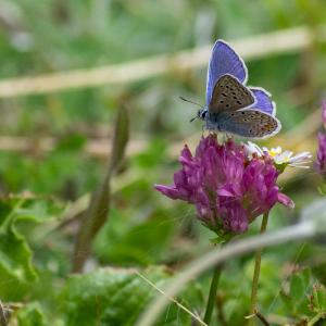 2022-09-15 Pech_les oies
Pech_les oies [Macro et proxiphotographie nature]
