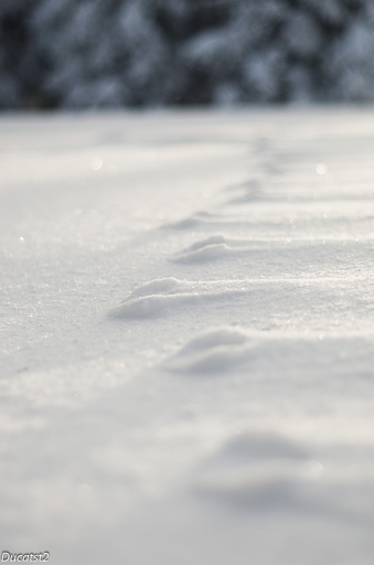 2015-02-09 / ducatst2
ducatst2 [ Neige, givre ]
