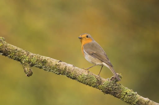 2013-12-02 elficologue
elficologue [ Faune sauvage ]
