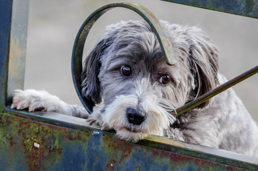 2014-02-04 / Gko
Gko [ Animaux de compagnie ]
