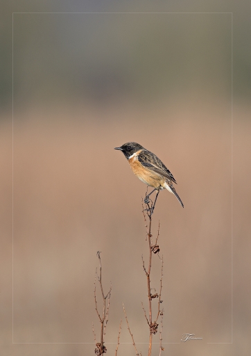 2013-03-03 / deche
deche [ Faune sauvage ]
