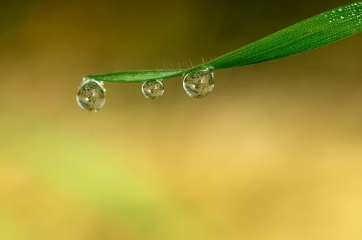 2014-02-01 /olilignan
olilignan "Mousse ou rosee "
