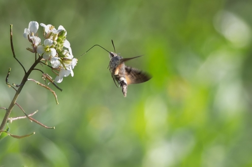 2013-02-12 / olilignan
olilignan [ Macro et proxi-photo ]

