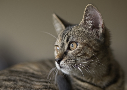 2015-01-19 / deche
deche [ Animaux de compagnie ]
