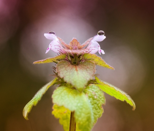 2015-02-16 / olilignan
olilignan [ Macro et proxi-photo ]

