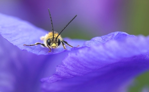 2015-04-19 / olilignan
olilignan [ Macro et proxi-photo ]
