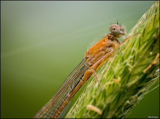 2015-05-18 / Mickmac
Mickmac [ Macro et proxi-photo ]
